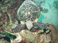   Hawksbill Turtle looking some plants eat Angel City dive site Bonaire. Bonaire  